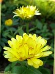 fotoğraf Pot Kadife Çiçeği, sarı