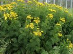 Photo Curled Tansy, Curly Tansy, Double Tansy, Fern-leaf Tansy, Fernleaf Golden Buttons, Silver Tansy, yellow