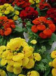 Foto Lady Tupele, Tupele Ziedu, Slipperwort, Uzziņu Augs, Maisiņš Zieds, sarkans