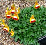 Foto Lady Tupele, Tupele Ziedu, Slipperwort, Uzziņu Augs, Maisiņš Zieds, oranžs