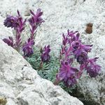 Nuotrauka Saxifraga, violetinė