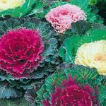 Photo Flowering Cabbage, Ornamental Kale, Collard, Curly kale, red