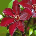 Photo Clematis, dearg
