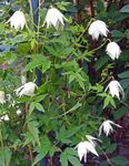 სურათი Atragene, პატარა Flowered Clematis, თეთრი