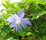Photo Atragene, Clematis Beag-Flowered, gorm éadrom
