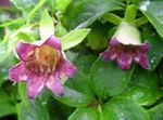 Fil Motorhuv Campanulaceae, rosa