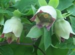 Fil Motorhuv Campanulaceae, grön