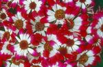 fotoğraf Çiçekçi Cineraria, kırmızı