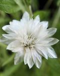 Nuotrauka Amžina, Šiaudų Gėlė, Strawflower, Popieriaus Ramunės, Amžina Daisy, baltas