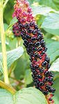 Foto Phytolacca Americana, Inkberry, Pidgeonberry, negro