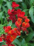 kuva Wallflower, Cheiranthus, punainen