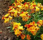 fotografija Wallflower, Cheiranthus, oranžna