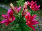 Photo Lily The Asiatic Hybrids, burgundy