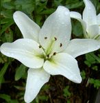 Bilde Lily De Asiatiske Hybrider, hvit