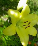 Photo Lily The Asiatic Hybrids, yellow