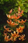 Photo Martagon Lily, Common Turk's Cap Lily, orange