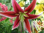 fotografija Orientalski Lily, rdeča