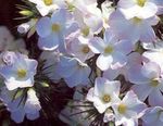 Grande De Flor Phlox, Phlox Montanha, Califórnia Phlox