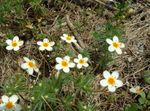 Foto Velikih Cvjetićima Phlox, Planina Phlox, Kalifornija Phlox, bijela