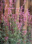Photo Agastache, Hybrid Anise Hyssop, Mexican Mint, pink