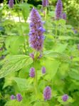 Photo Agastache, Hybrid Anise Hyssop, Mexican Mint, lilac