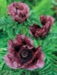 mynd Oriental Poppy, burgundy
