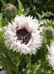 foto Oosterse Papaver, wit