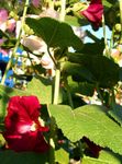 zdjęcie Malwa (Róża Macierzystych, Alseya), jak wino