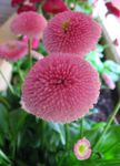 Photo Bellis daisy, English Daisy, Lawn Daisy, Bruisewort, pink