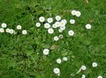 Photo Bellis daisy, English Daisy, Lawn Daisy, Bruisewort, white