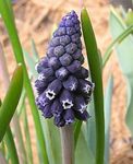 mynd Vínber Hyacinth, svartur