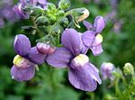 kuva Cape Jalokiviä, violetti