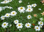Photo Ox-eye daisy, Shasta daisy, Field Daisy, Marguerite, Moon Daisy, white