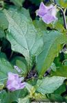 Photo Shoofly Plant, Apple of Peru, lilac