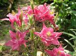 foto Akelei Flabellata, Europese Akelei, roze