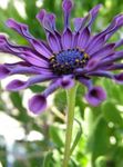 Photo African Daisy, Cape Daisy, purple