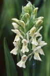 снимка Марш Орхидея, Петниста Орхидея, бял