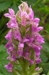fénykép Mocsár Orchidea, Pöttyös Orchidea, rózsaszín