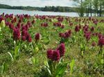 Photo Marsh Orchid, Spotted Orchid, burgundy