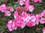 foto Incappucciati-Foglia Pelargonium, Albero Pelargonium, Malva Wilde, rosa