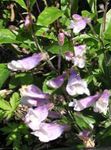 foto Penstemon Oriental, Beardtongue Peludo, lilás