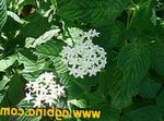 Photo Egyptian star flower, Egyptian Star Cluster, white