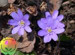 mynd Liverleaf, Liverwort, Roundlobe Hepatica, lilac