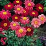 Photo Painted Daisy, Golden Feather, Golden Feverfew, red