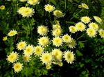 Photo Painted Daisy, Golden Feather, Golden Feverfew, yellow