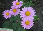 Photo Painted Daisy, Golden Feather, Golden Feverfew, lilac