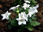 fotoğraf Balon Çiçek, Çince Bellflower, beyaz