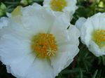Foto Sol Plante, Portulaca, Rose Mos, hvid