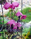 Nuotrauka Violetinė Varpas Vynmedis, rožinis