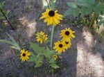 fénykép Fekete Szemű Susan, Keleti Kasvirág, Narancs Kasvirág, Mutatós Kasvirág, sárga